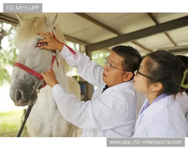 马术训练融入兽医康复方案，动物健康被优先考虑